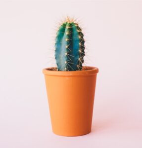 12_Contact_Plants_Store-Hero.jpg
